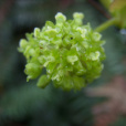 華鉤藤 華鉤藤
