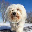 哈瓦那犬 哈瓦那犬