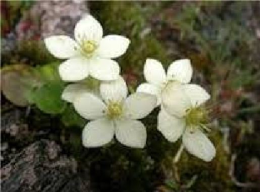 痂虎耳草 痂虎耳草