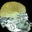 3D列印人腦