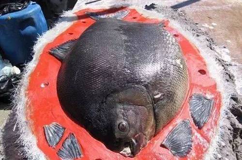 人面魚標本 人面魚標本