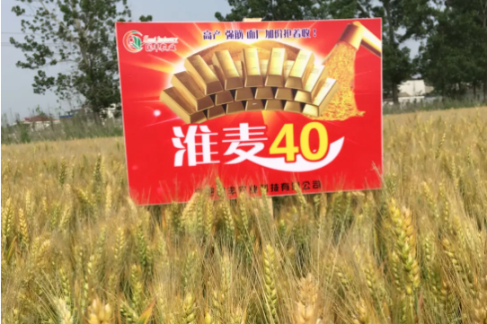 淮麥40 淮麥40