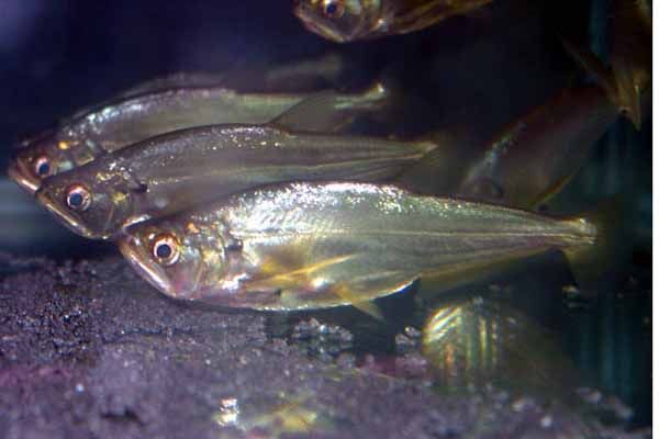 銀光魚