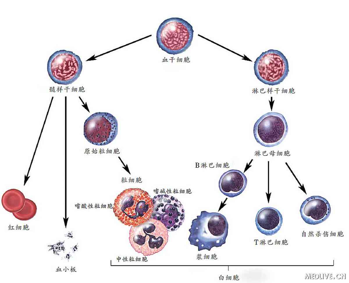 生物幹細胞移植