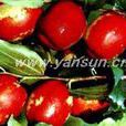 粘化冬棗