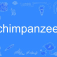 chimpanzee chimpanzee