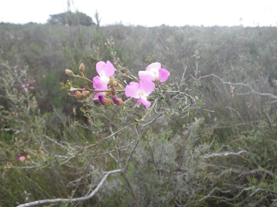 Podalyria microphylla