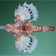 蝶寬海蛾魚 蝶寬海蛾魚
