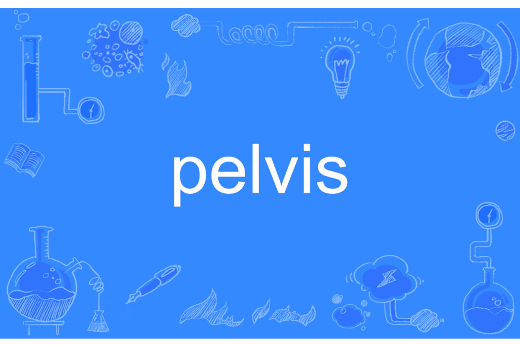 pelvis pelvis