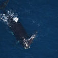 北大西洋露脊鯨(北露脊鯨)