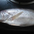 三齒魚 三齒魚