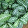 龍脷葉(大戟科守宮木屬植物) 龍脷葉(大戟科守宮木屬植物)