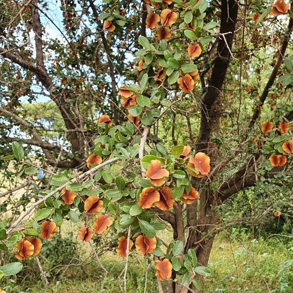 Combretum hereroense