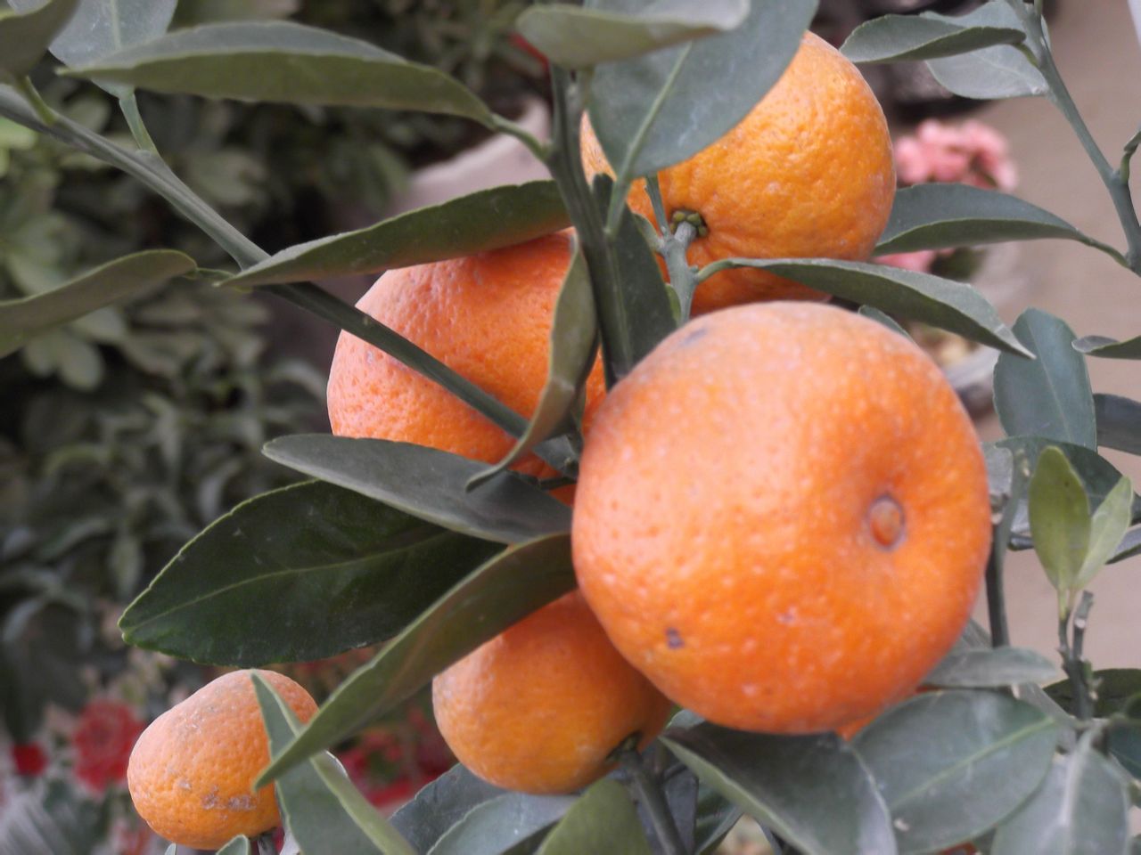 長在枝頭的橘子 2011-12-24揚州