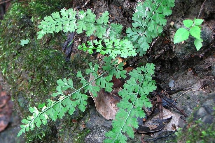 變異鐵角蕨 變異鐵角蕨