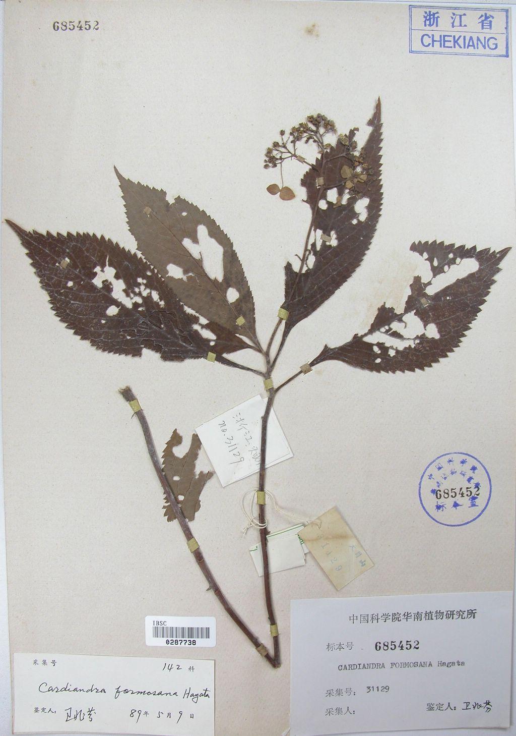 台灣草繡球標本