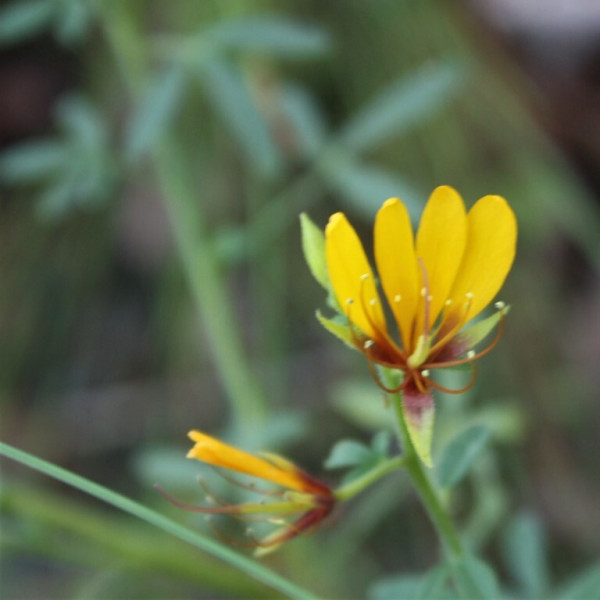 Cleome microaustralica