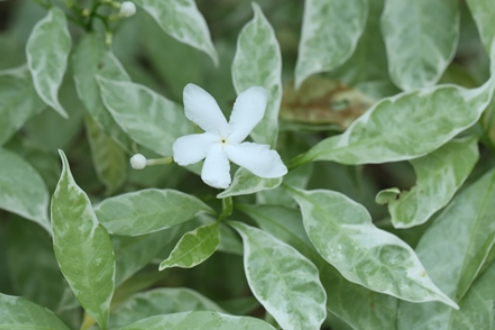 銀狗牙花 銀狗牙花