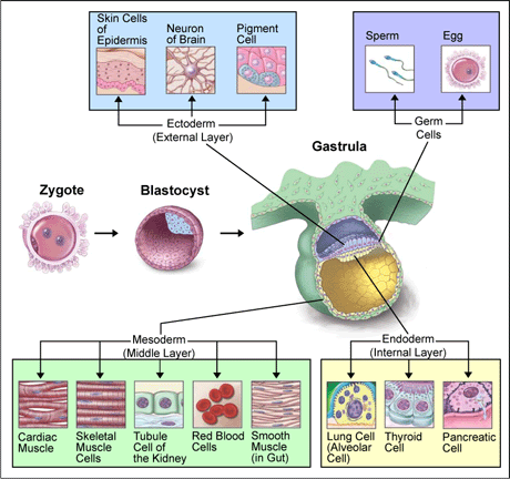 胚胎幹細胞分化為各種組織器官。