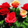 嚮往(薔薇屬月季栽培品種) 嚮往(薔薇屬月季栽培品種)