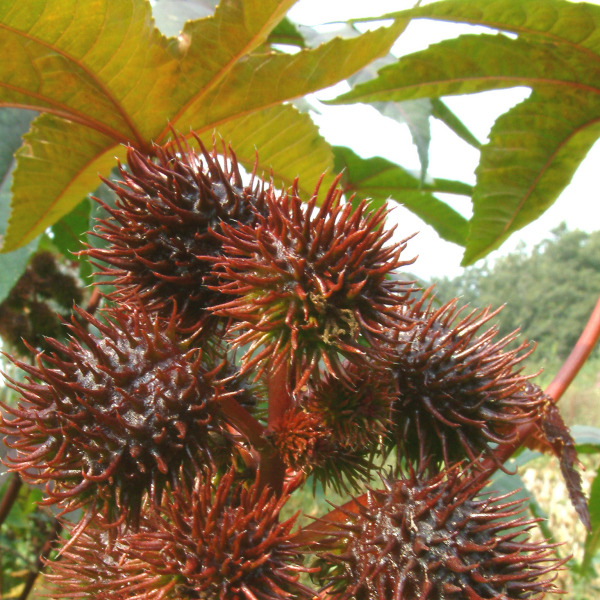 蓖麻(Ricinus communis) 蓖麻(Ricinus communis)