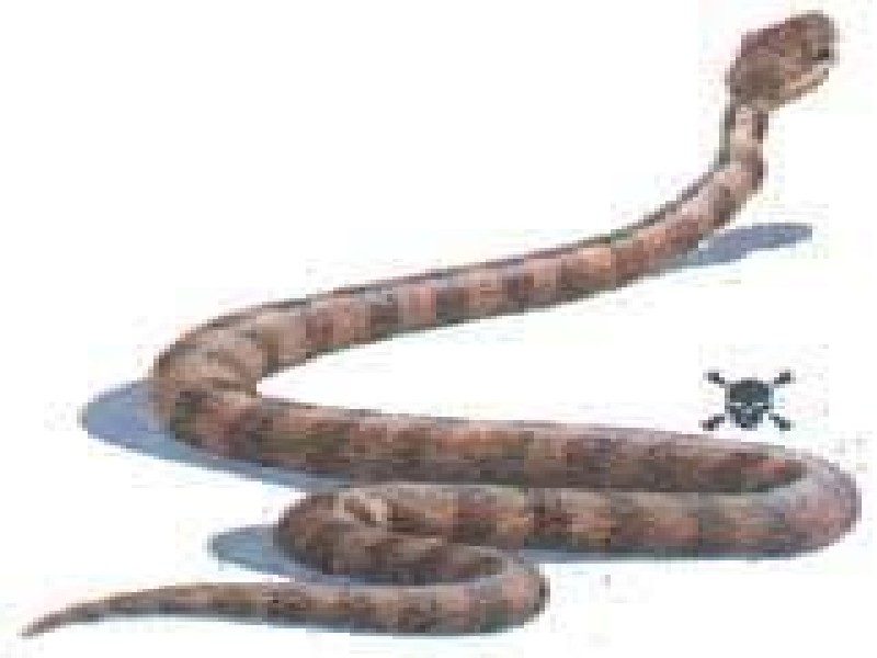 澳大利亞褐蛇