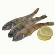 南極魚 南極魚