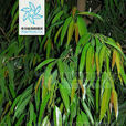 竹葉榕(桑科榕屬的植物) 竹葉榕(桑科榕屬的植物)