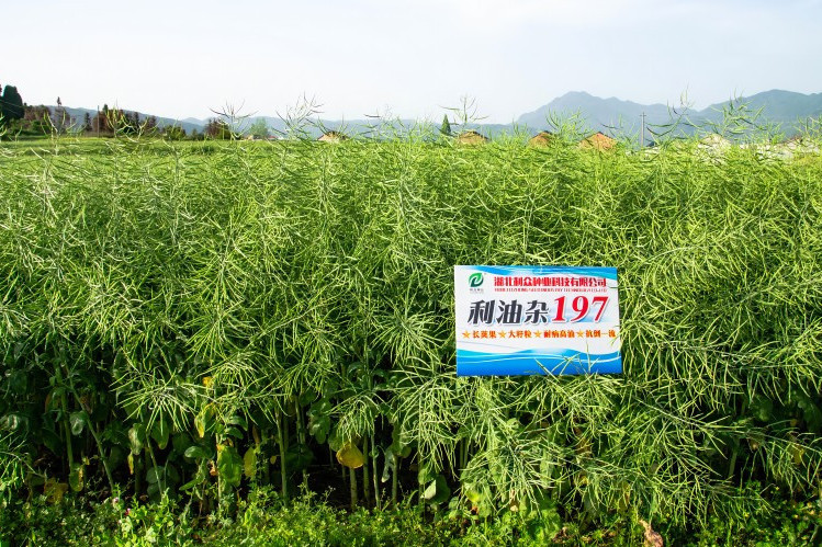 利油雜197 利油雜197