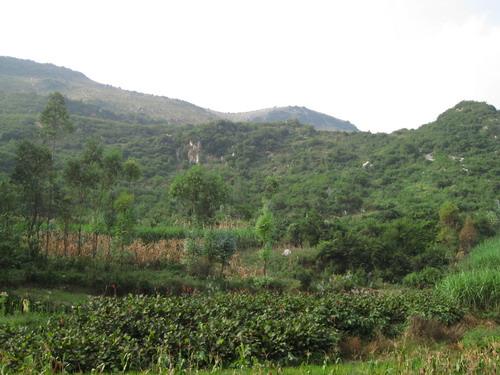 豐龍潭村生態林