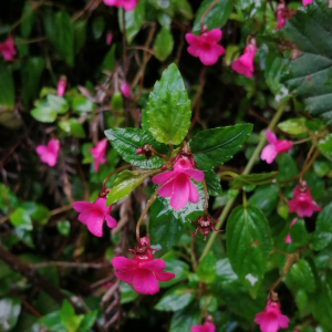 Viola rubella