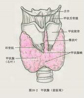 甲狀腺