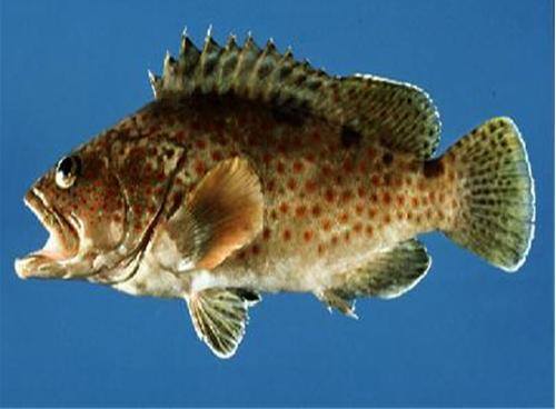 紅棕石斑魚
