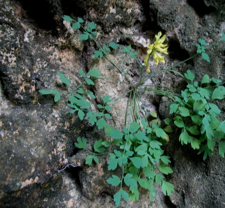 岩生植物