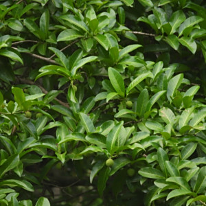 Ochreinauclea missionis