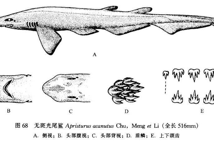 無斑光尾鯊 無斑光尾鯊