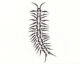 蜈蚣種紋身