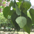 血桐 血桐