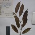悶奶果 悶奶果