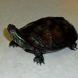 黑頸烏龜(黑龜)
