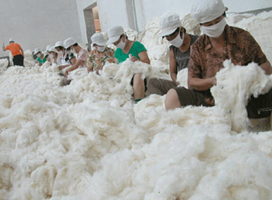 棉花產業