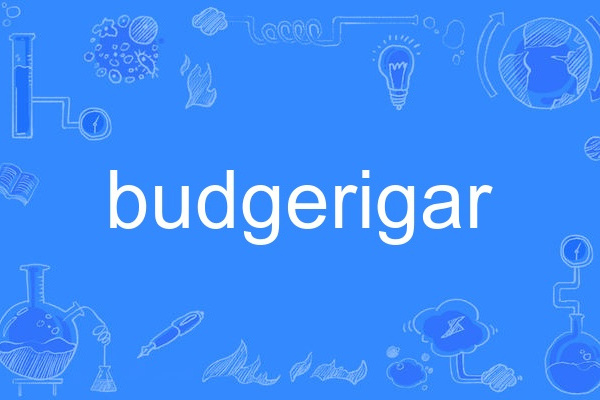 budgerigar budgerigar