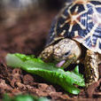 印度星斑陸龜