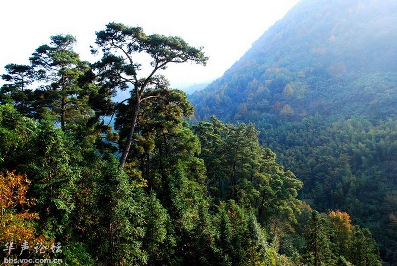 閩清黃楮林自然保護區
