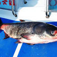 花亭湖鱅魚 花亭湖鱅魚