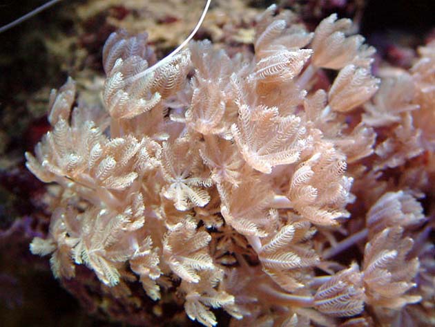 花傘軟珊瑚