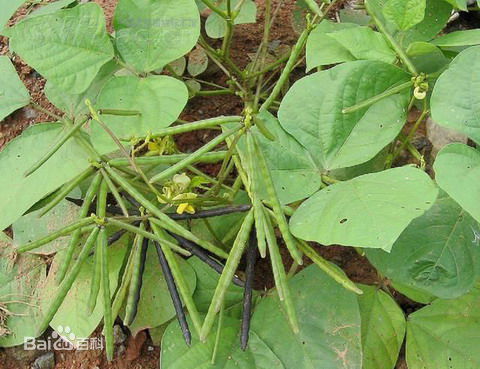 綠豆(薔薇目豆科植物)