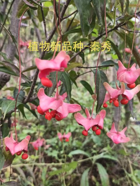 秦秀(衛矛科衛矛屬植物新品種) 秦秀(衛矛科衛矛屬植物新品種)