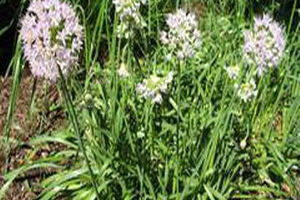 Allium senescens subsp. glaucum Allium senescens subsp. glaucum