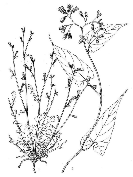 埡口紫菊 埡口紫菊